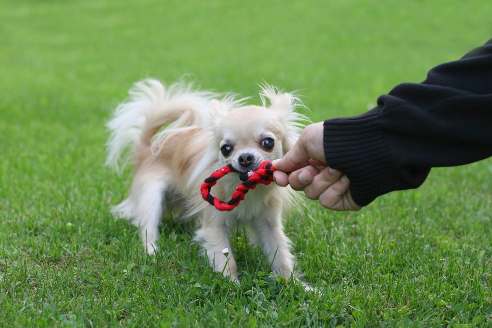 game of tug, a tiny long haired fawn and white chihuahua with a rope toy