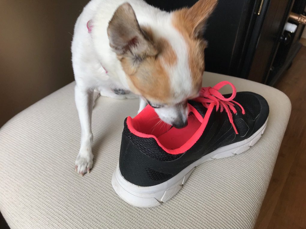 stop destructive chewing, a picture of a fawn and white chihuahua getting ready to bite into a canvas shoe.