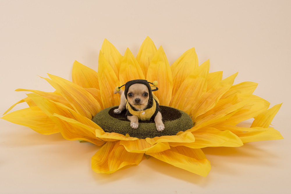 honey for dogs, chihuahua dressed as a bee sitting in the middle of a sunflower
