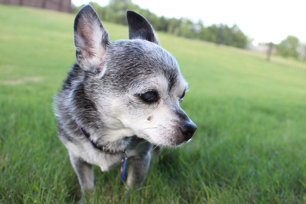 senior chihuahua