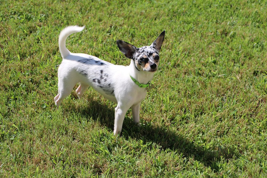 rarest Chihuahua colors, blue merle