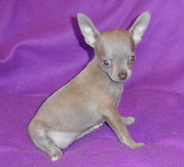 rarest Chihuahua colors, lavender or lilac