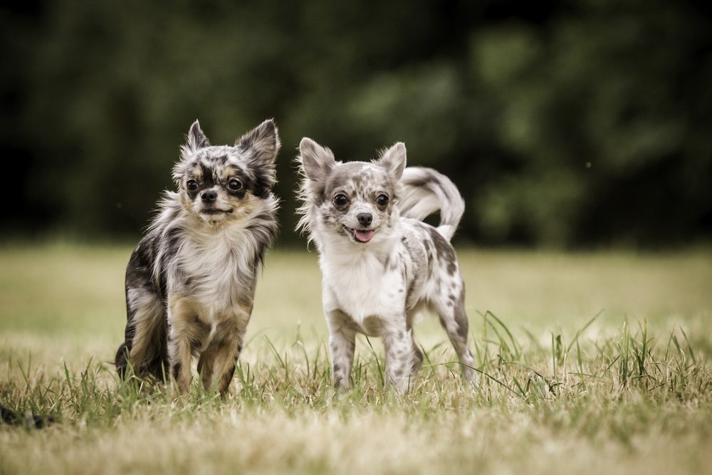 Bring home a new dog, two chocolate merle chihuahuas outside in grass