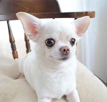 rarest Chihuahua colors, pure all white