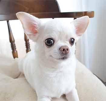 white chihuahua blue eyes