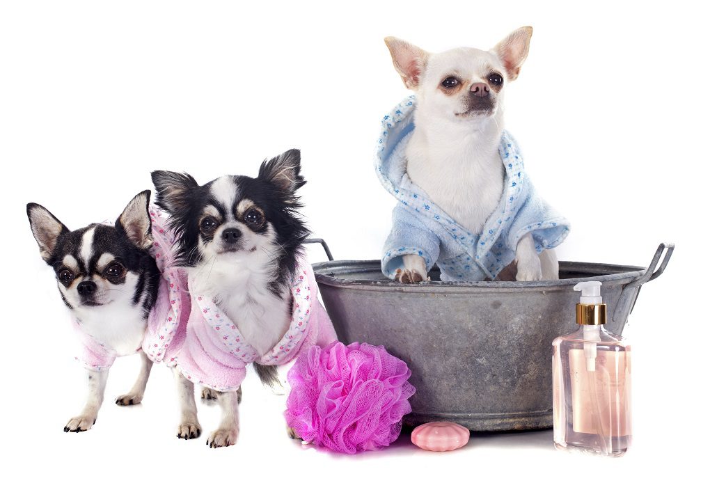 dry itchy skin, chihuahuas in robes taking a bath for skin issues