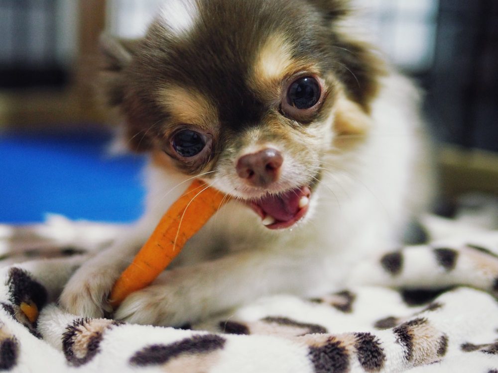 chihuahua nutrition, chihuahua nibbling on a carrot