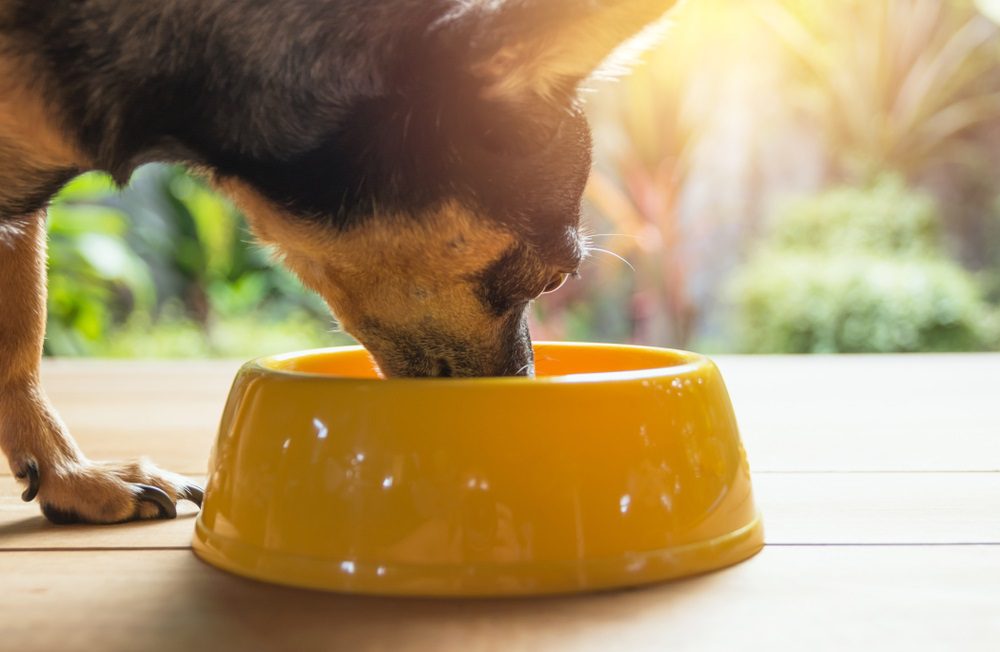 chihuahua nutrition, chihuahua eating from yellow dog bowl