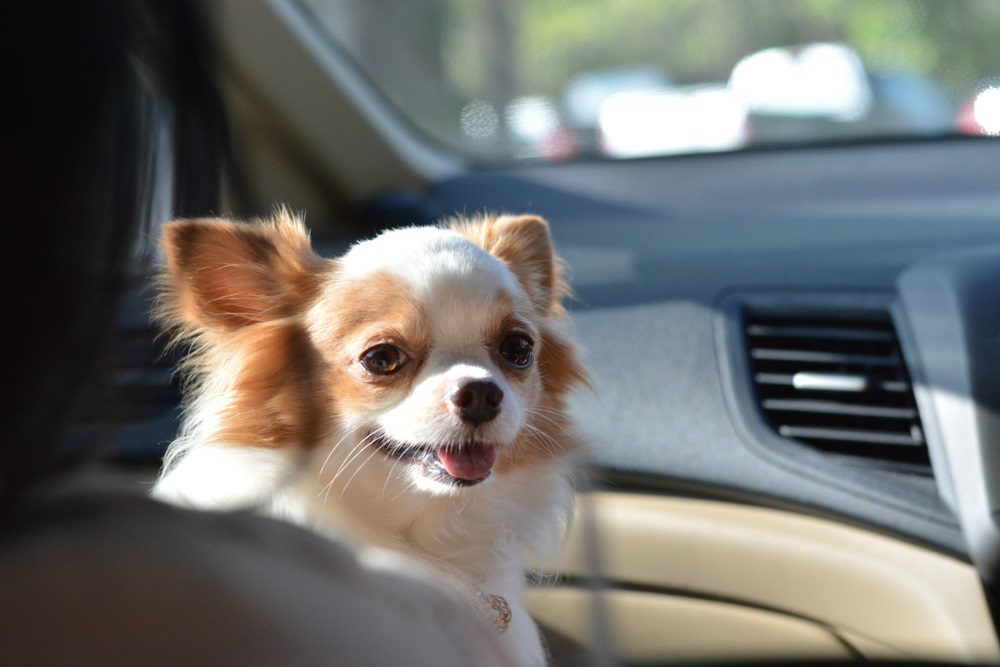 conditioning a fawn and white long-haired chihuahua smiling in a car