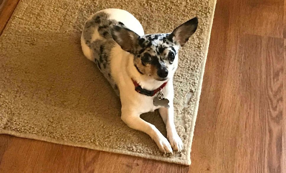 a blue Merle Chihuahua in the  down position on a rug looking at the camera