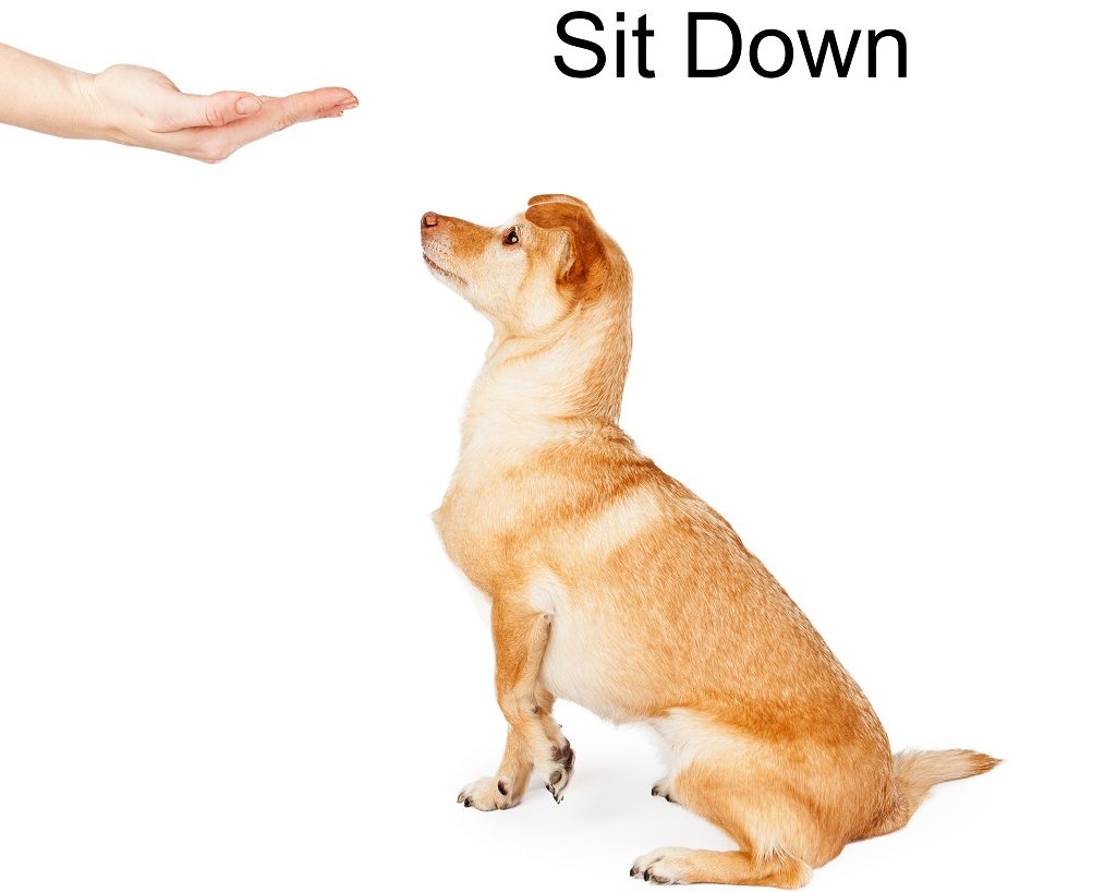 training a chihuahua to sit is not conditioning training