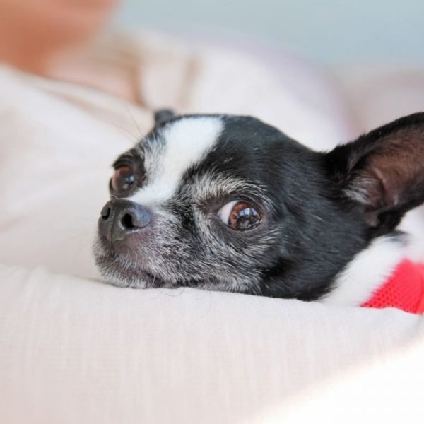 Detailed Can Chihuahua Be A Service Dog View Concept Detailed Can Chihuahua Be A Service Dog View Concept