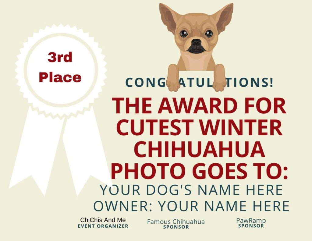 cutest winter chihuahua photo contest 3rd place certificate