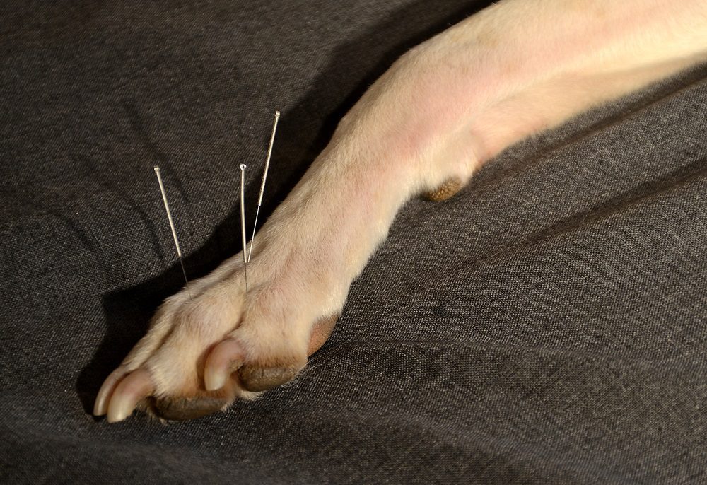 natural canine arthritis treatments-acupuncture-dog paw with needles