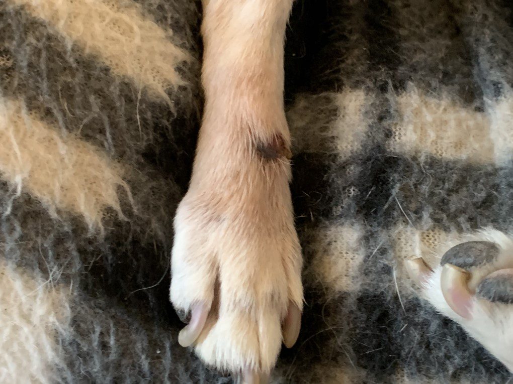 my dogs lick granuloma on right back paw