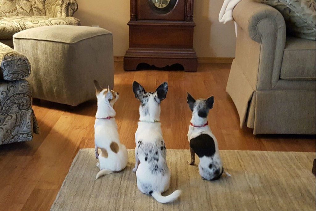 door behavior, three chihuahuas sitting in a row with backs to the camera