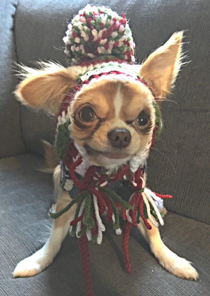 chichis and me 2019 cutest winter chihuahua photo contest belki