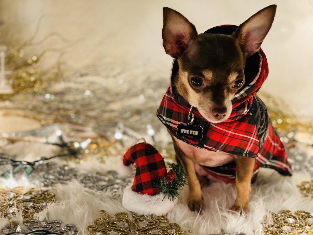 chichis and me 2019 cutest winter chihuahua photo contest feefee