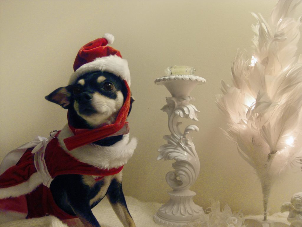 chichis and me 2019 cutest winter chihuahua photo contest louis xiv