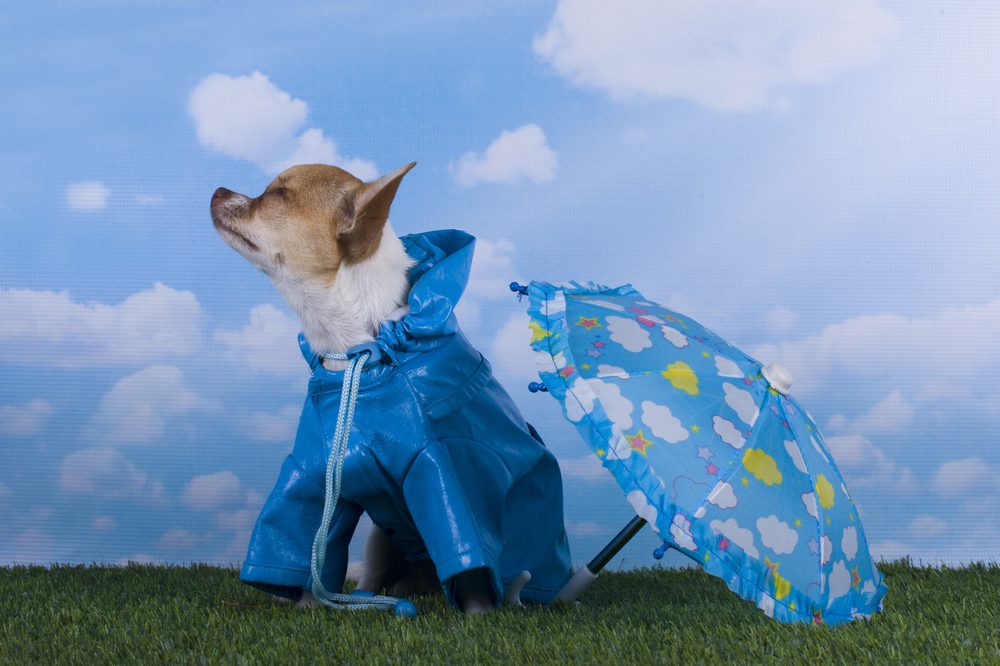 potty when cold and raining, chihuahua in blue raincoat with blue and yellow and white umbrella