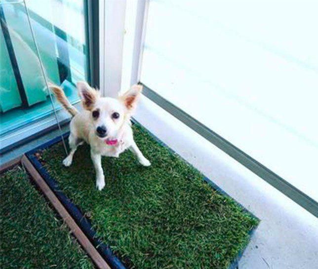 use indoor grass to potty when cold, chi on patch of grass