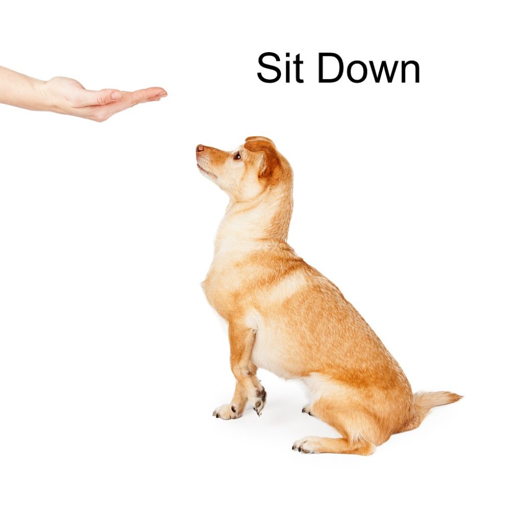 door behavior, teaching a chihuahua to sit using hand signal