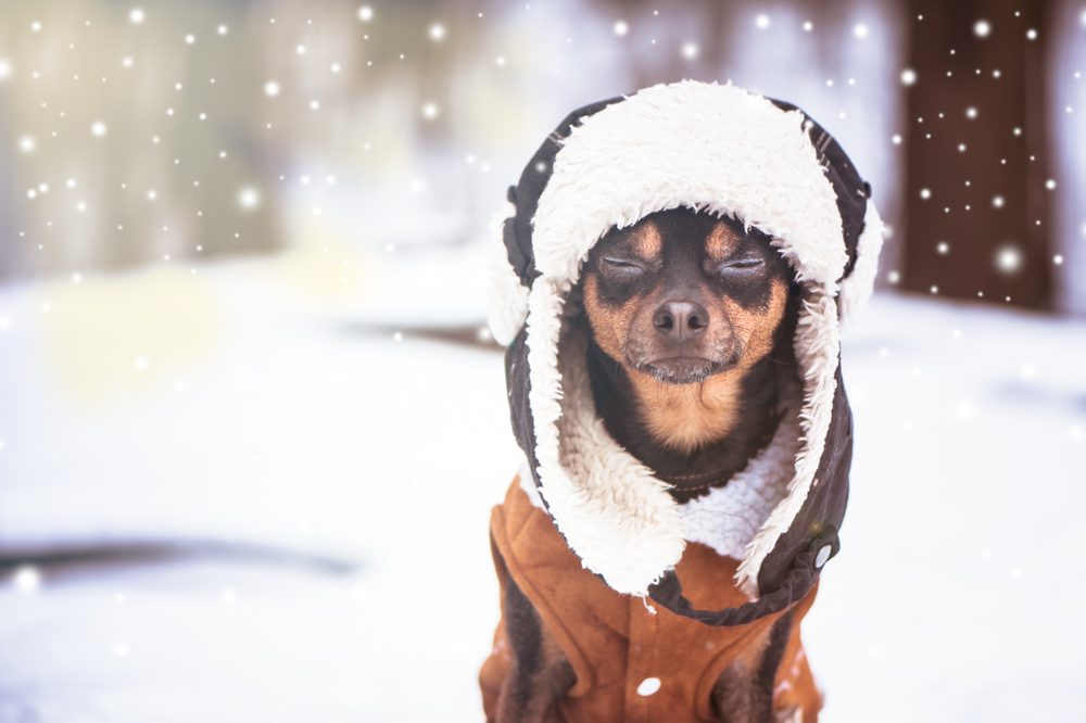 potty when cold. Chihuahua wearing a hooded brown suede winter coat in the snow.