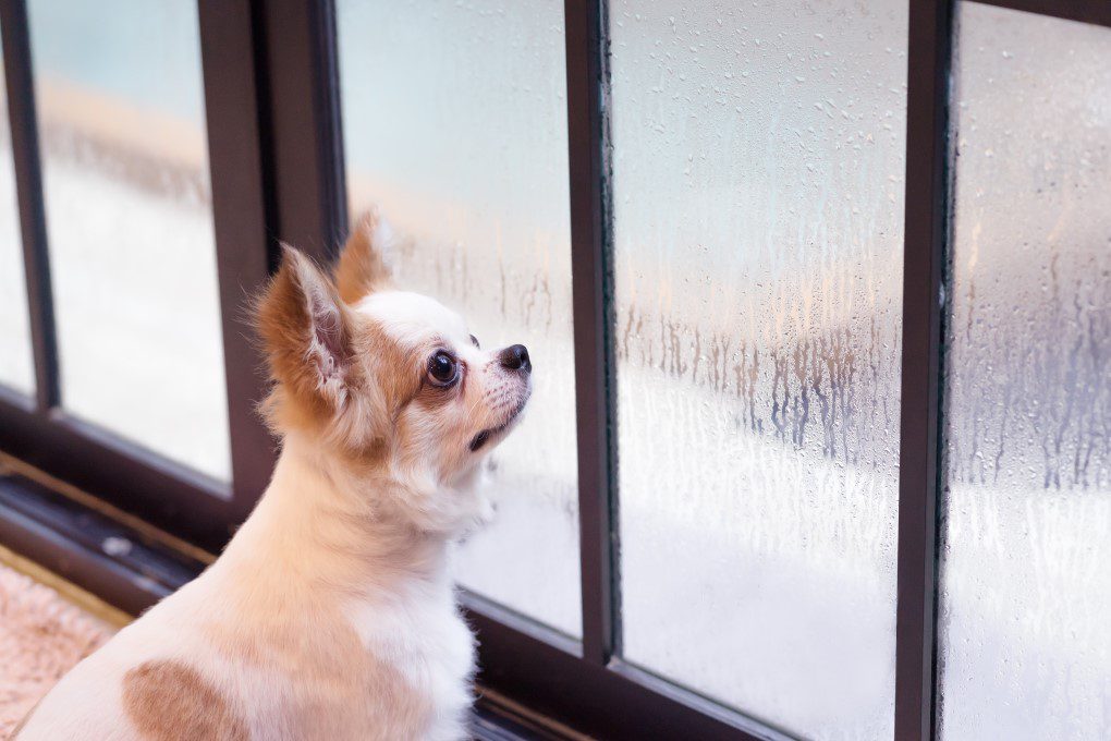 potty when cold. chihuahua looking out a window through a window with cold condensation and snow outside