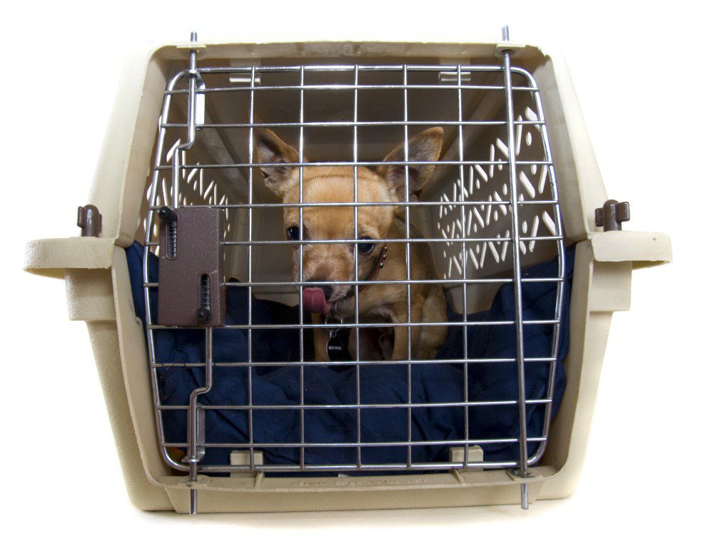 door behavior, chihuahua in crate looking sad