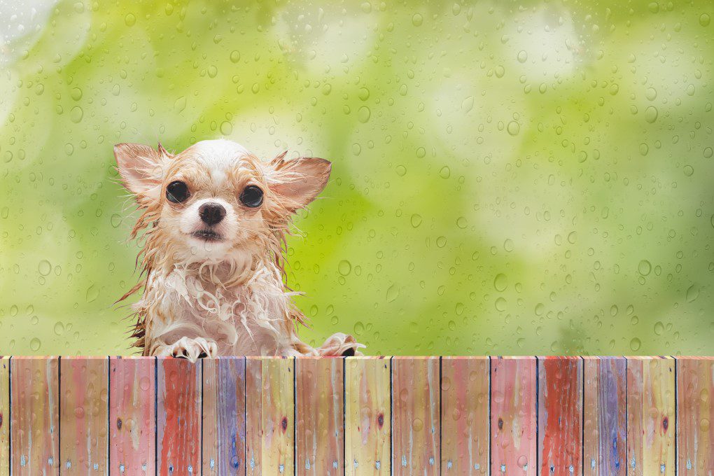 potty when cold and rainy. wet chihuahua looking over a fence with green background with rain droplets