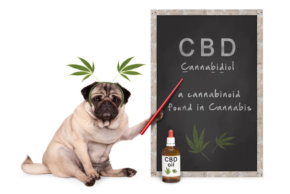 cbd oil brands, pug with cannabis leaves on head and pointing to a blackboard with cbd oil information