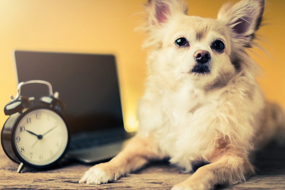 cbd oil brands, long haired cream chihuahua lying in front of a laptop and a wind up clock