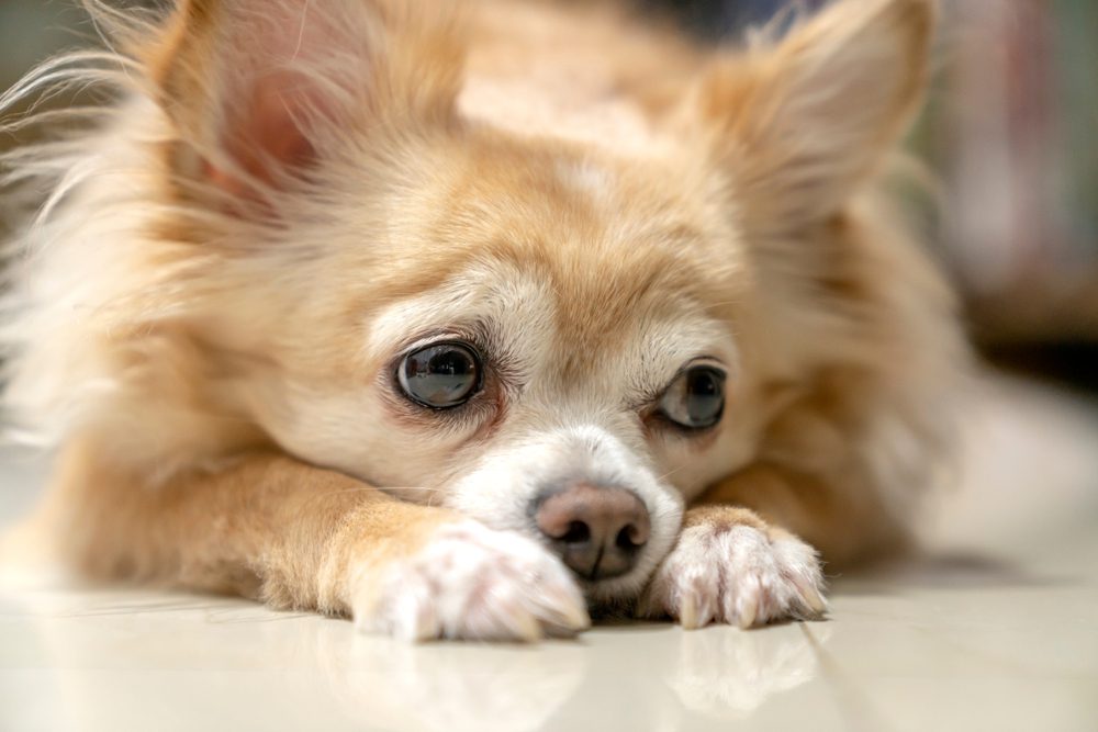 leave a dog alone, chihuahua lying down looking very sad