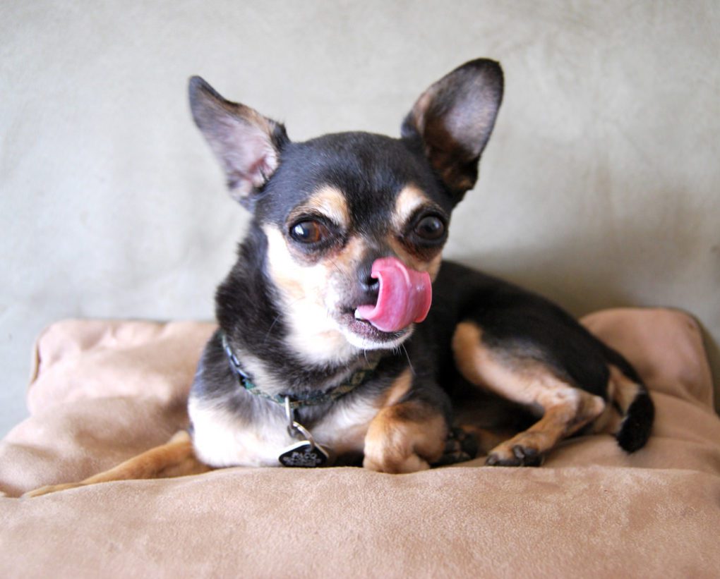 fear free veterinary care, a chihuahua licking lips out of fear