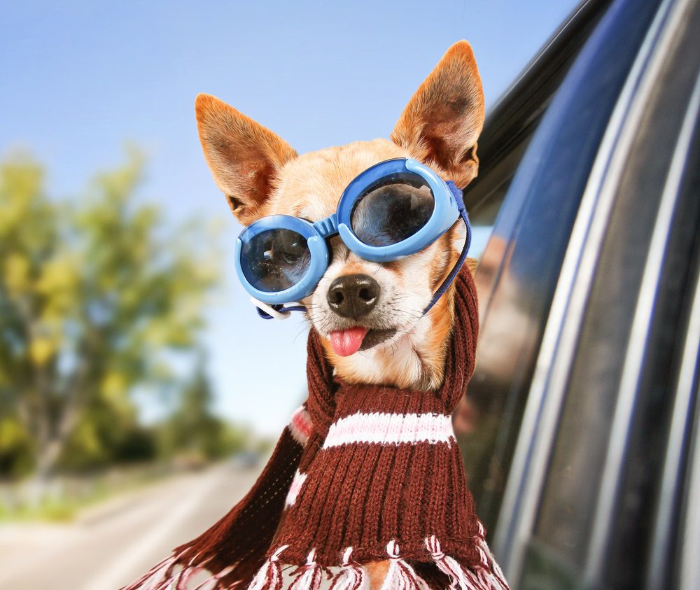 dog afraid to walk on hard floors, chihuahua wearing goggles and a scarf hanging head out the car window