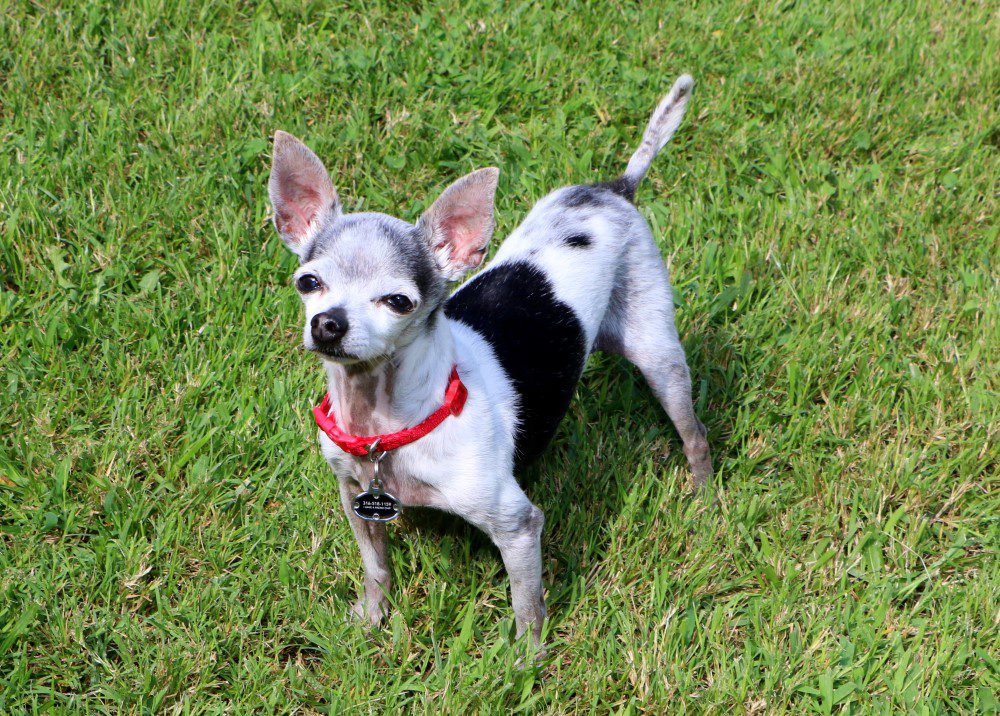 senior chihuahuas, black and white merle senior chihuahua standing in grass