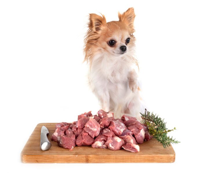 senior chihuahuas, long haired fawn and white chihuahua sitting on cutting board with chopped lamb