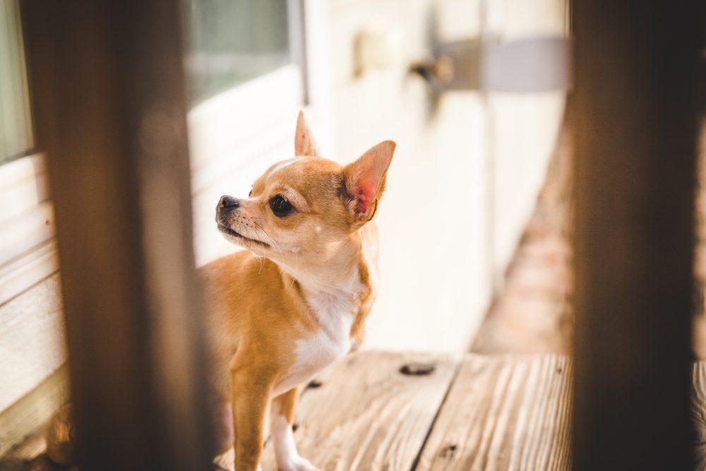 a apple head chihuahua, this is a short coated tan and white deer head chihuahua with head turned sideways