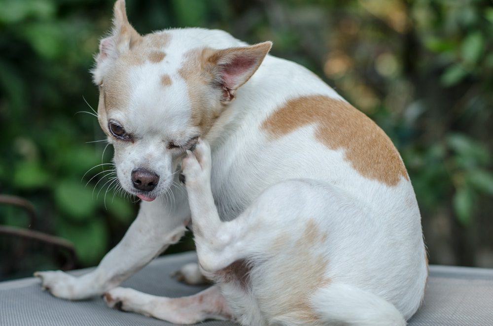 constant scratching, a white and tan chihuahua scratching around the eye