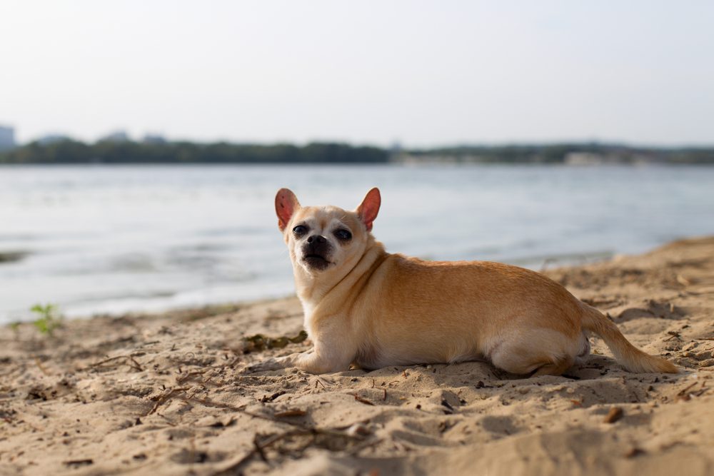 apple head chihuahua, this is a tan pear head chihuahua lying on a beach facing the camera