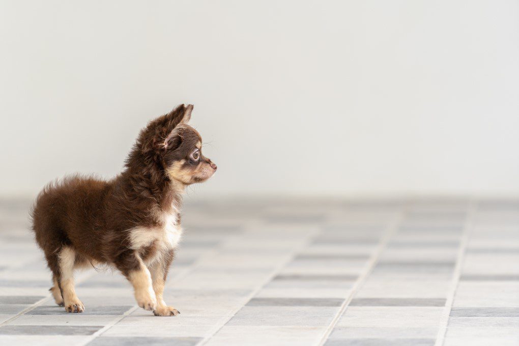 dog afraid to walk on hard floors, tiny longhaired chihuahua puppy on a tile floor