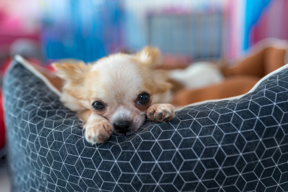 leave a dog alone, chihuahua lying in bed looking sad