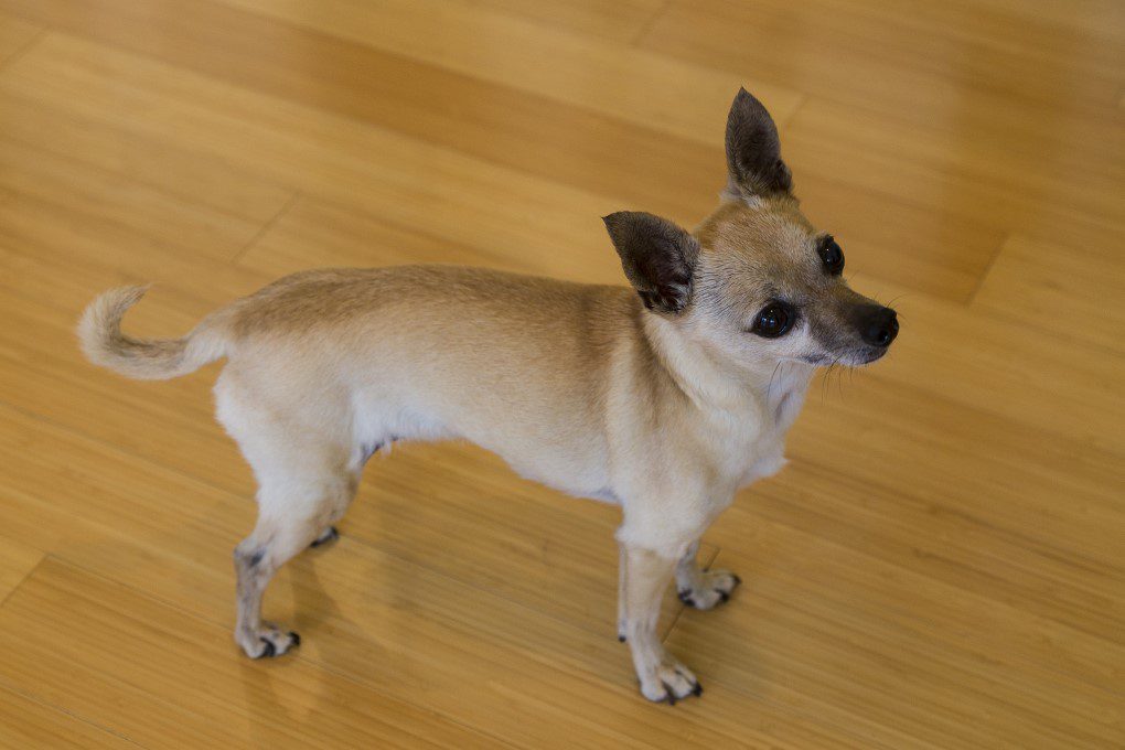 How to train your Chihuahua to walk on hard floors