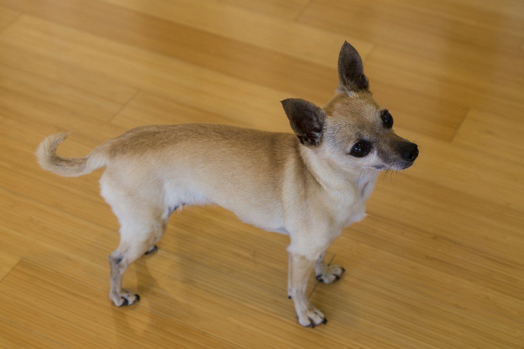 dog afraid to walk on hard floors, a tan shorthaired chihuahua standing on wood floor