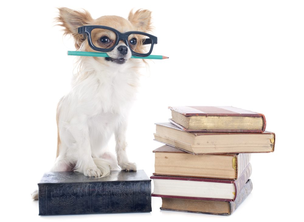 training cues, fawn and white chihuahua sitting on books wearing glasses and holding a pencil in his mouth