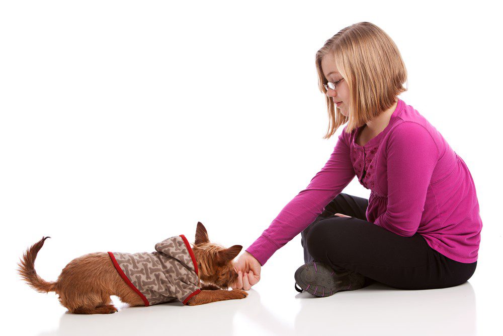 training cues, young girl giving a chihuahua a treat while he is in the down position