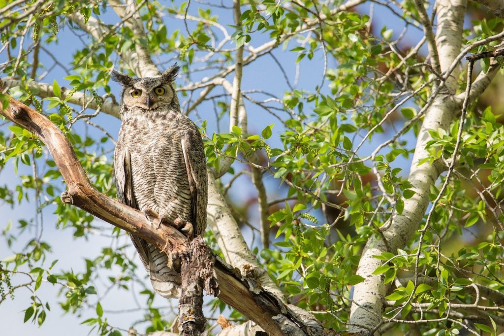 chihuahua news, a great horned owl sitting in a tree