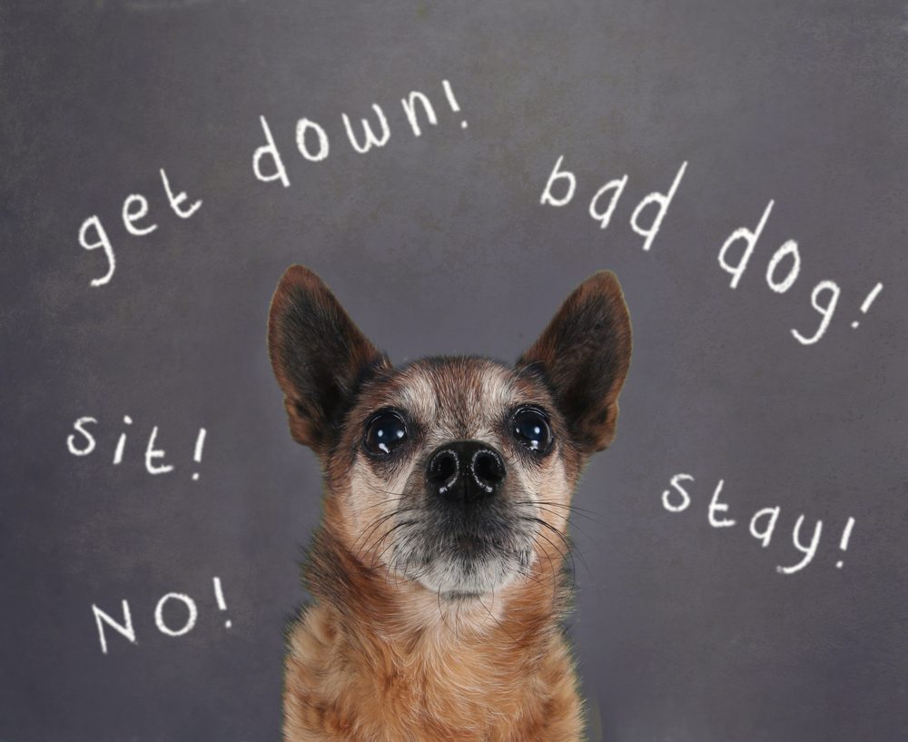 training cues chihuahua looking confused with words surrounding him on a grey background