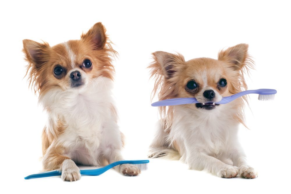keep your chihuahua's teeth clean, two fawn and white long-haired chihuahuas with a toothbrush