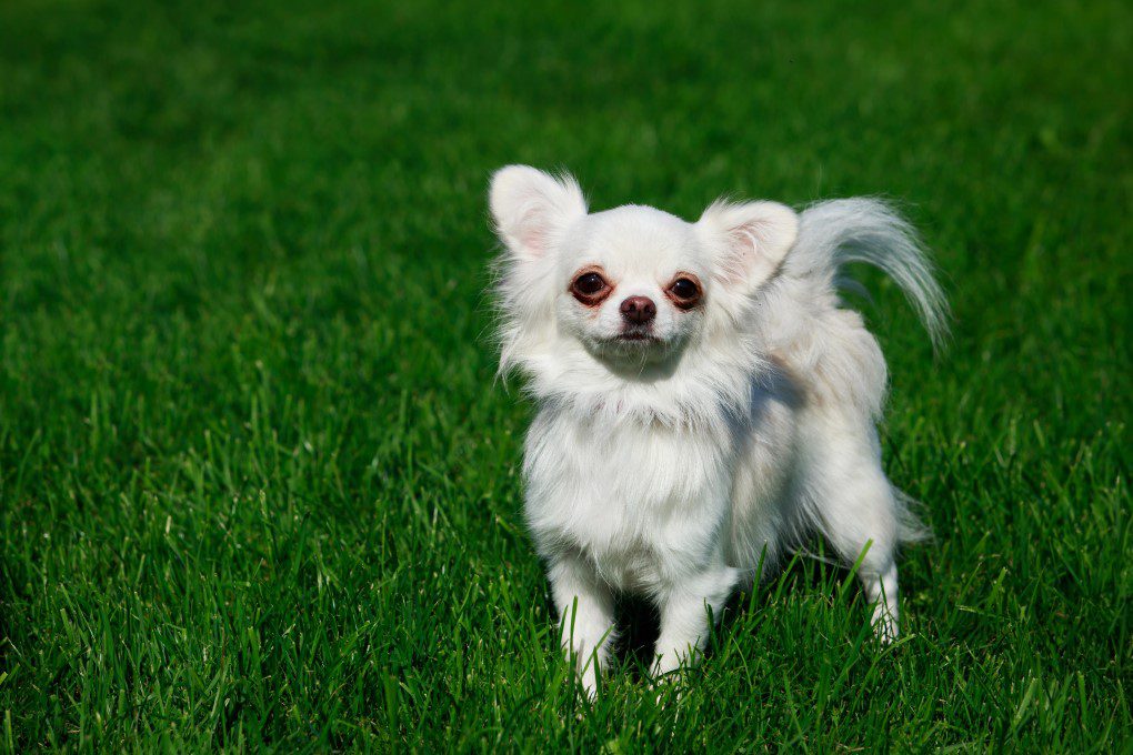 chihuahua news, a white long haired chihuahua standing in green grass